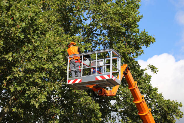 Reliable Loyal, WI Tree Services Solutions